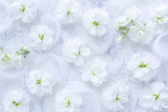 白い花 Photos Royalty Free Images Graphics Vectors Videos Adobe Stock 白い花 Photos Royalty Free Images Graphics Vectors Videos Adobe Stock