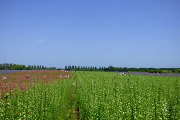 ENGLISH SUMMER FLOWERS