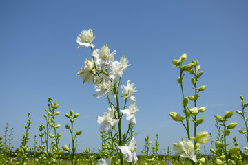 ENGLISH SUMMER FLOWERS