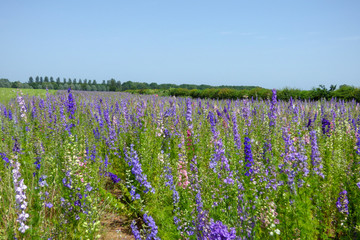 ENGLISH SUMMER FLOWERS