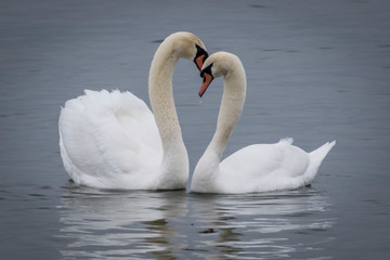 Obraz premium swans together