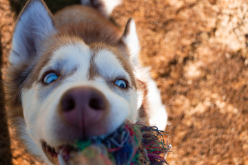 a red husky playing toggle with a colorful toy with blue eyes and a brown orange grass background © Angel