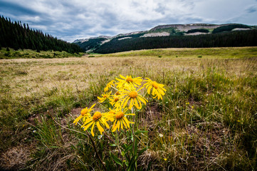 yellow flowers in mountain meadow