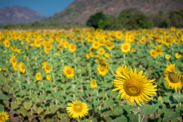 Sunflower field nature with mountain background, beautiful sunflower, landscape of sunflowers