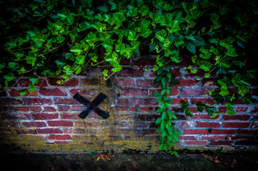 vines on an old brick fence