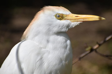 White Sad Bird