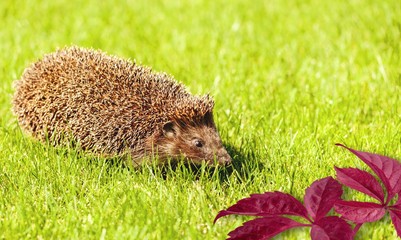 Animal. © BillionPhotos.com