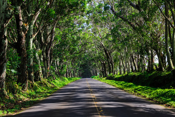 Obraz premium tree tunel