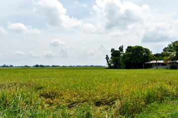 View of paddy fields in the Philippines