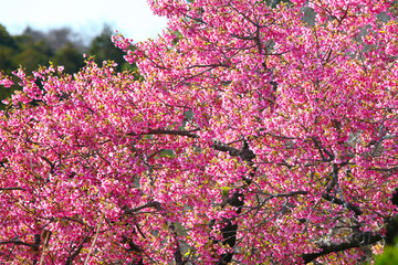 美しい舘山寺桜