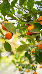 Árbol de mandarinas