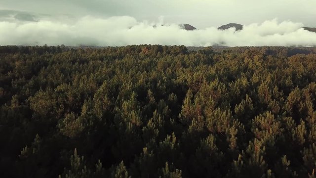 Aerial Flyover Of Valley Forest