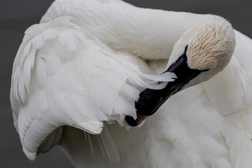 portrait of a swan