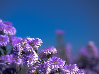 Close up the Purple and White Marguerite flowers blooming in the garden nature and landscape backgrounds