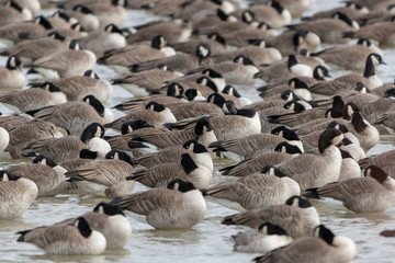 flock of Canada geese in shallow water