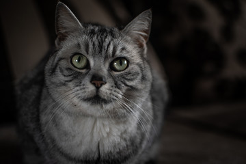 Portrait of a grey cat