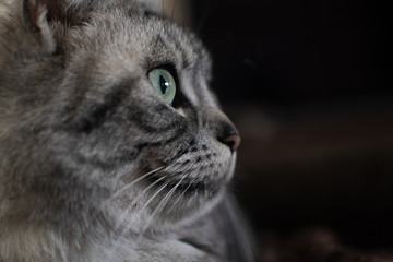 A portrait of a gray cat from the side
