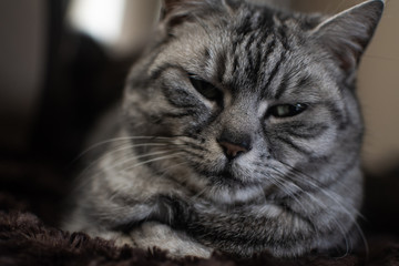Close-up of a sleepy gray cat