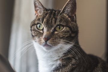 Portrait of a brown and white cat