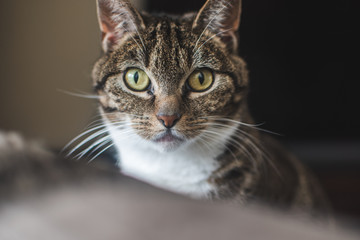 Portrait of a brown and white cat looking straight at camera