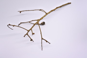 dried tree branches on white background. Part of single old and dead tree on white background. Dead tree isolated on white background.