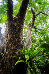 old oak tree