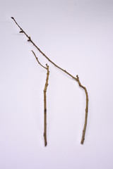 dried tree branches on white background. Part of single old and dead tree on white background. Dead tree isolated on white background.