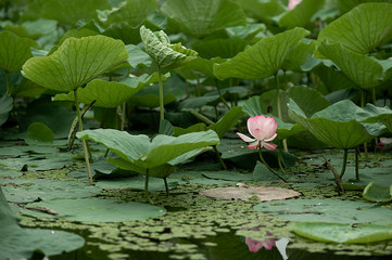 tender large bud of pink lotus blooms in green leaves in the lake © Aleksandra