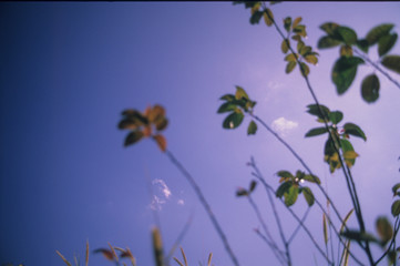 abstract floral background with flowers