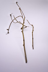 dried tree branches on white background. Part of single old and dead tree on white background. Dead tree isolated on white background.