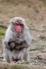 An angry monkey in a japanese montain