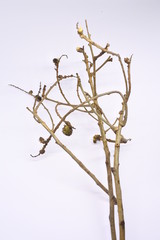 dried tree branches on white background. Part of single old and dead tree on white background. Dead tree isolated on white background.