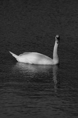 White Swan