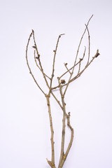 dried tree branches on white background. Part of single old and dead tree on white background. Dead tree isolated on white background.