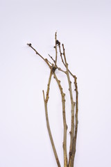 dried tree branches on white background. Part of single old and dead tree on white background. Dead tree isolated on white background.