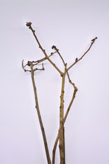 dried tree branches on white background. Part of single old and dead tree on white background. Dead tree isolated on white background.