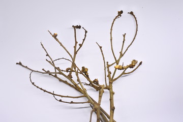 dried tree branches on white background. Part of single old and dead tree on white background. Dead tree isolated on white background.