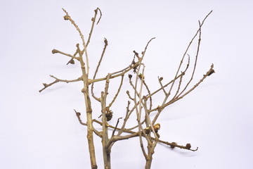 dried tree branches on white background. Part of single old and dead tree on white background. Dead tree isolated on white background.