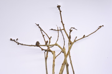 dried tree branches on white background. Part of single old and dead tree on white background. Dead tree isolated on white background.