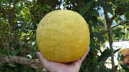 Limón gigante en una mano
