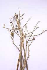 dried tree branches on white background. Part of single old and dead tree on white background. Dead tree isolated on white background.