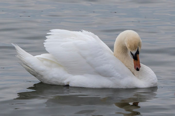 Obraz na płótnie Canvas swan on the lake