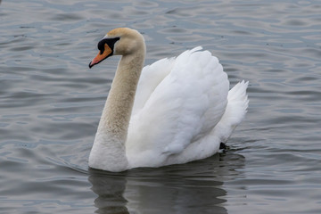 swan on lake