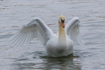 swan on the lake