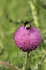 Bumble Bee on a Thistle bloom closeup in Kansas in a Pasture.