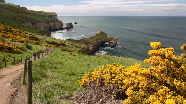 Elevated view of the sandstone cliffs, headlands and arch at Tunnel Beach, Otago, New Zealand.A large, yellow flowered gorse bush in the foreground, and a footpath leading downhill on the left.