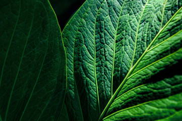 abstract green texture, nature background, tropical leaf