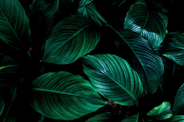 abstract green leaf texture, nature background, tropical leaf