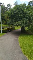 path in park