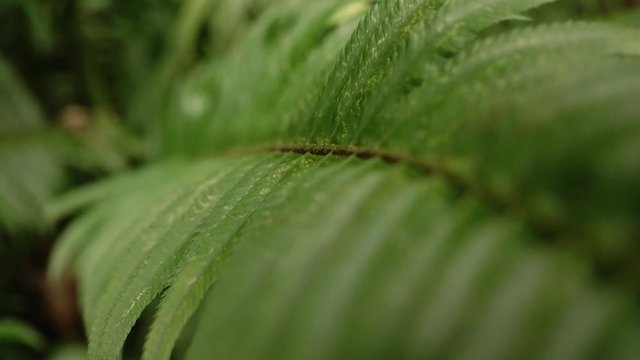 Lush green fern in old growth forest in pacific northwest Oregon macro close up detail zoom out in slow motion 